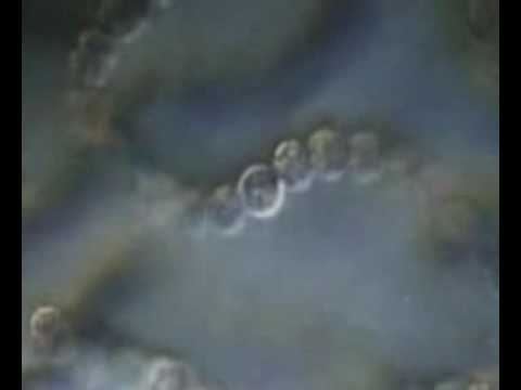 [IB4] Hydrophobics - Cell
