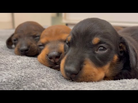 YouTube 썸네일