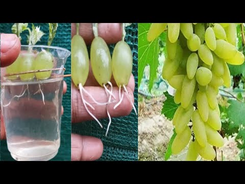 , title : 'How to grow Grapes tree with Fruit by Unique way which the World dont Know'