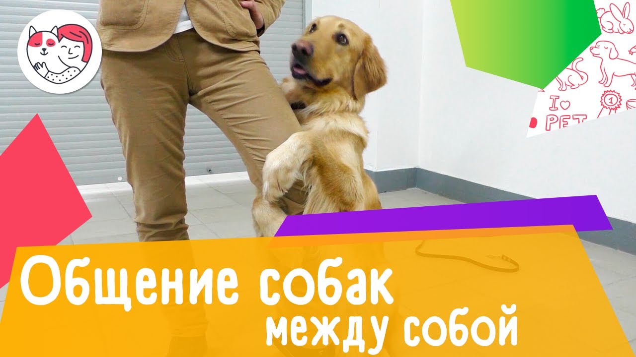 3 способа общения собак между собой