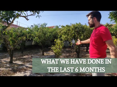 6 MONTHS BACKYARD TRANSFORMATION - URBAN PERMACULTURE - MEDITERRANEAN GARDEN - PORTUGAL