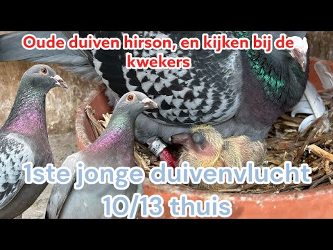 Jonge duiven vlucht | Oude duiven Hirson | de jongen bij de kwekers | Postduiven |