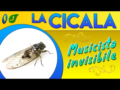 La Cicala, musicista invisibile ⚡