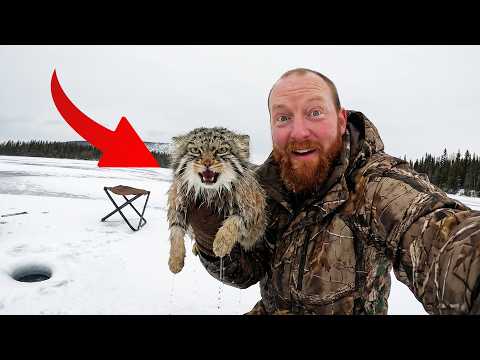 I Saved A Stray Cat On A Frozen Lake... Big Mistake