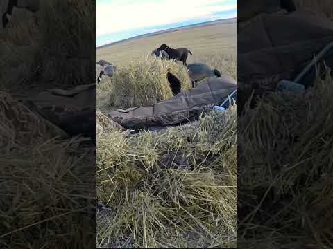 Sandhill Crane Hunting - HAPPY DOG W/ FIRST CRANE
