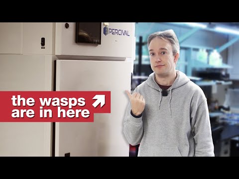 The US government is giving out free wasps