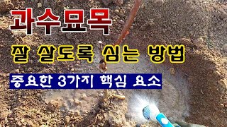 [텃밭농부 1,799]  과수묘목을 잘 살도록 심는 방법. 핵심 3가지! #묘목심기