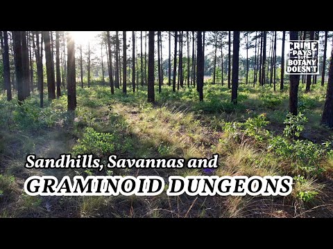 Reviving Carolina Sandhills: Fire Management & Graminoid Diversity