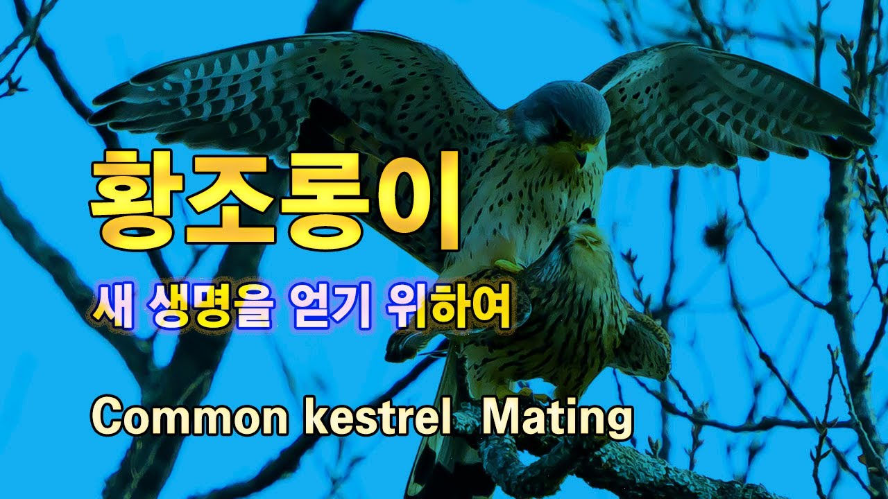 황조롱이 짝짓기 유튜브 썸네일