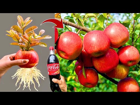 🔴LIVE 🌿Amazing how to propagate 🍎 apple trees from fruit get plenty of fruit all year round