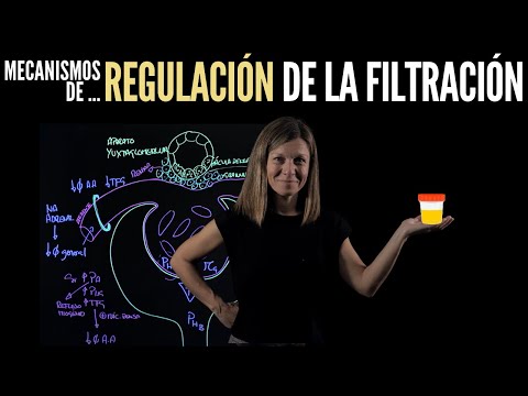 Nefrología IV: Regulación de la filtración glomerular (la Mácula densa)