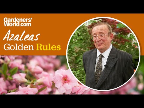 Caring for azaleas | Golden Rules