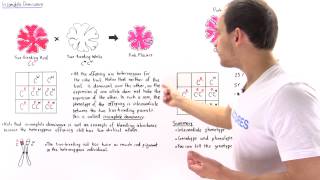 Incomplete Dominance