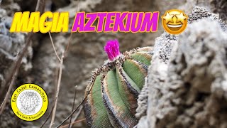 Aztekium hintonii, Geohintonia mexicana en hábitat 🤩🌵