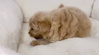 ハーフ犬の動画01