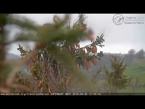 TZ Video 2018 04 30 111900 GBH MATING IN CENTER TREE NEST