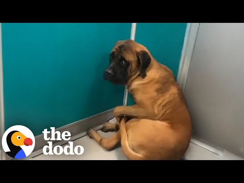 Giant Mastiff Who Wouldn't Look At Anyone Takes Care Of Kitties Now | The Dodo