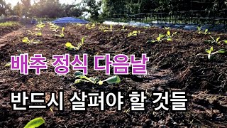 배추 정식 다음날 반드시 살펴야 할 것들과 무 이랑 북주기 방법