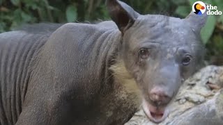 Bear Is Finally Free After Years Of Abuse In Circus