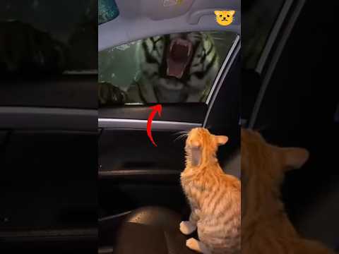 A very peaceful and pleasant scene of a mother cat and friendship 😨🐅 #cat