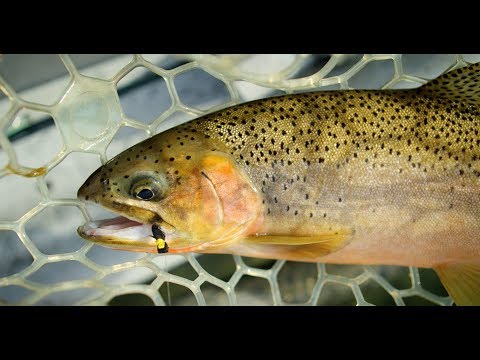 Fishing BC Presents: Elk River Dry Fly with Kootenay Fly Shop