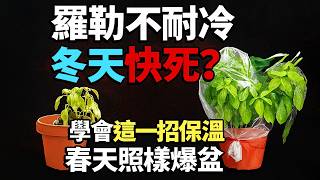 羅勒不耐冷冬天快死？學會這一招保溫，春天照樣爆盆