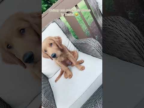 Quincy Masters the Kesha Phone Rotate Trend! #kesha #360phone #goldenretrieved