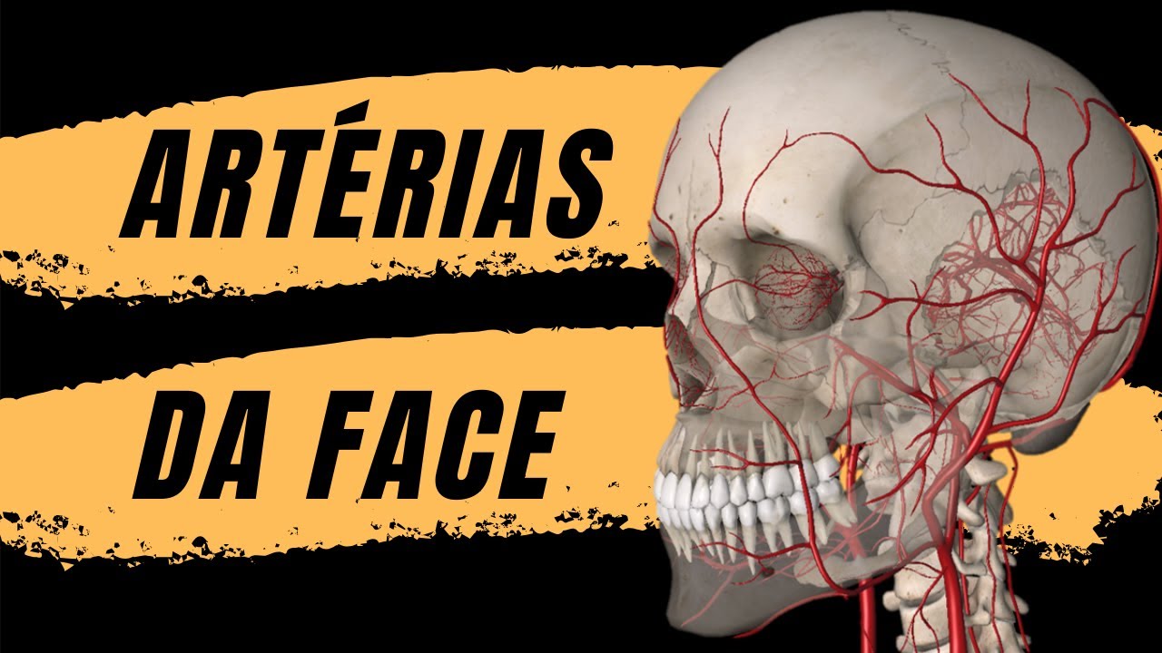 Vascularização da Face -  Artéria carótida externa - Aula 4