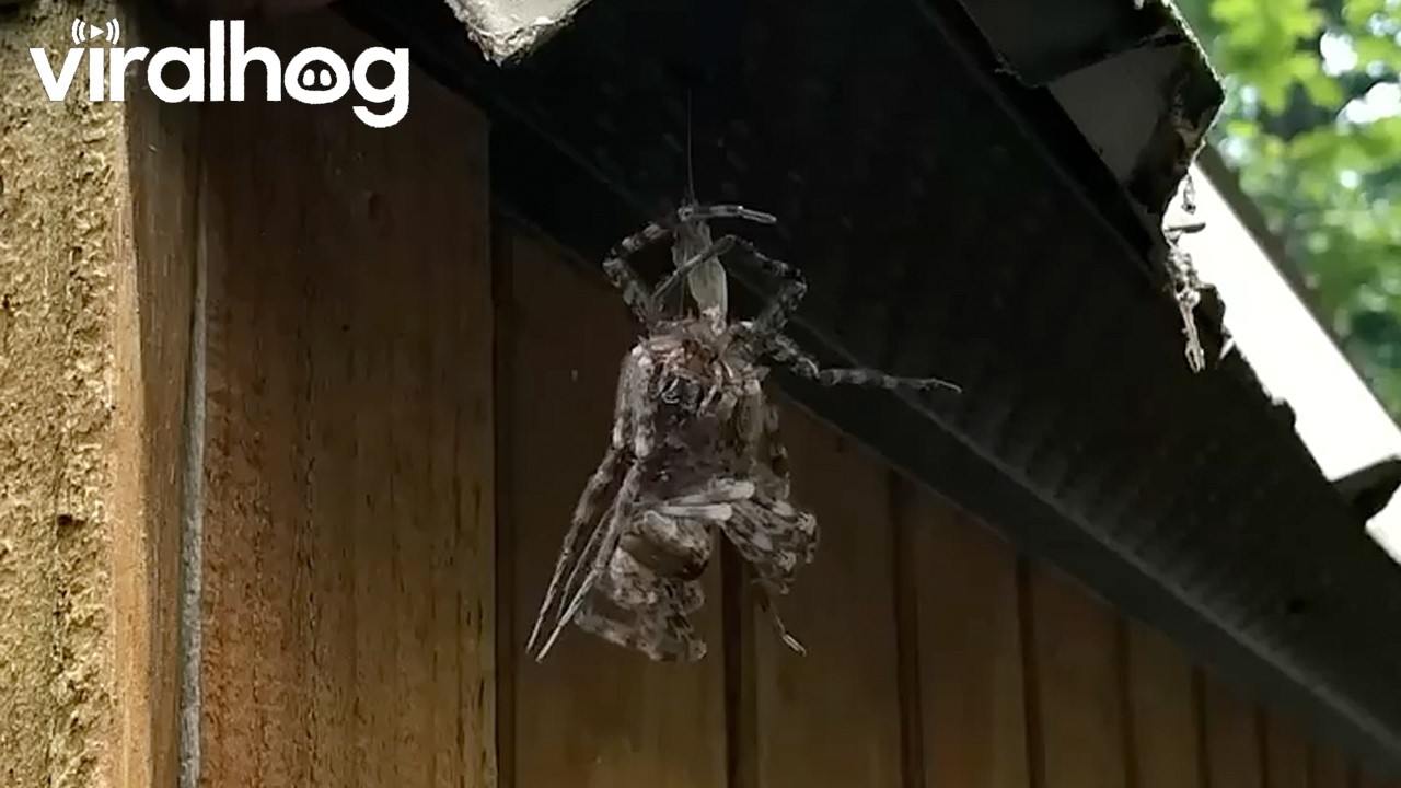 Massive Fisher Spider Molting || ViralHog