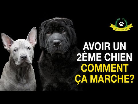 AVOIR UN 2ÈME CHIEN MODE D'EMPLOI