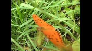 Efecto Mariposa en mi Jardin