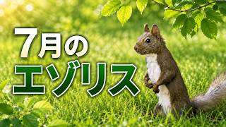 [4K HDR] 7月のエゾリス #エゾリス #野生動物 #道東  #squirrel #hokkaido
