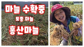 홍산 마늘수확 판 중 음성 원남면 꿈꾸는 행복농장 박희남 [감자재배방법]
