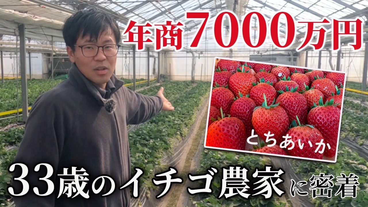 年商7000万円　若手イチゴ農家のハウスに編集部が潜入