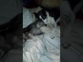 Cat Dog Gone Love
