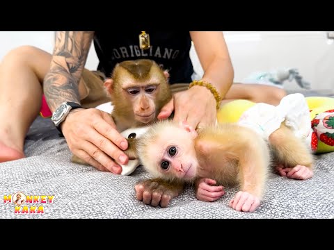 Monkey Kaka and baby monkey Mit enjoy being massaged by dad