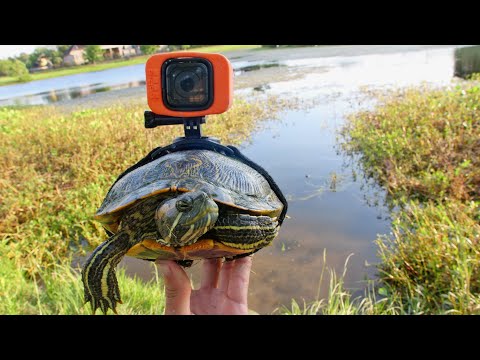 Man Straps GoPro Onto Turtle And Gets Some Cool Footage