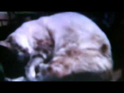 Mon jolie chat Kitty