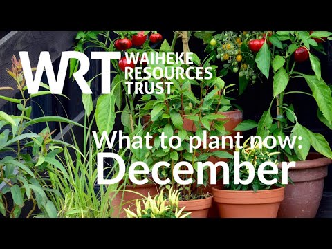 What to Plant Now: December