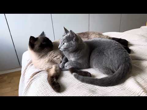 Nisse and Ekaterina lounging next to the window #siamese #russianblue #cats