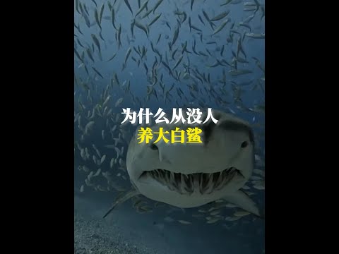 為什麼從沒人養大白鯊 #動物科普 #冷知識