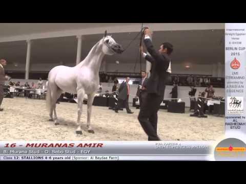 N.16 MURANAS AMIR - Berlin Cup S-Show Werder 2015 - Stallion 4-6 years old (Class 12)
