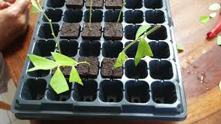 How to grow Blueberry from cutting - Blueberry plant