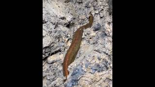 Eel fishing -Catch Eels From Hole Using Hook # Tik Tok