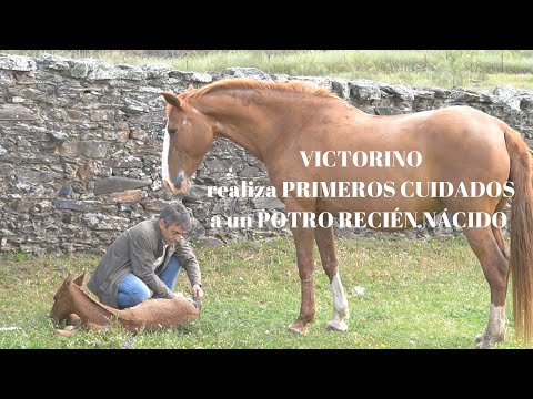 VICTORINO Realiza primeros cuidados a un POTRO RECIEN NACIDO Pura Sangre Lusitano