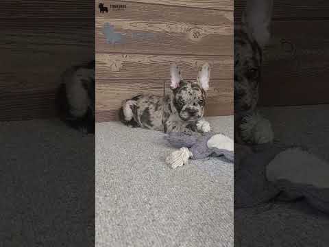 Video 4