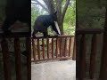 Bear Cub Takes Out The Trash