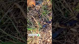 Download lagu #santanero #snake #aruba #nature #video #caribbean #shorts 🐍 mp3