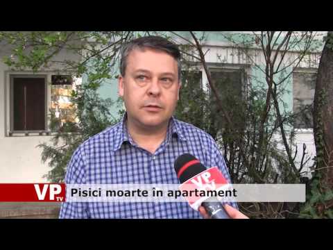 Pisici moarte în apartament