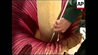 Foul-smelling flower which blooms once every 30 years is in blossom